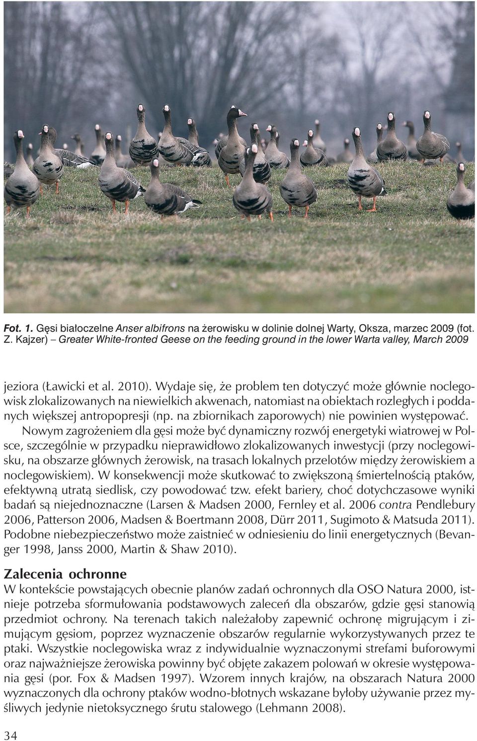 Wydaje się, że problem ten dotyczyć może głównie noclegowisk zlokalizowanych na niewielkich akwenach, natomiast na obiektach rozległych i poddanych większej antropopresji (np.