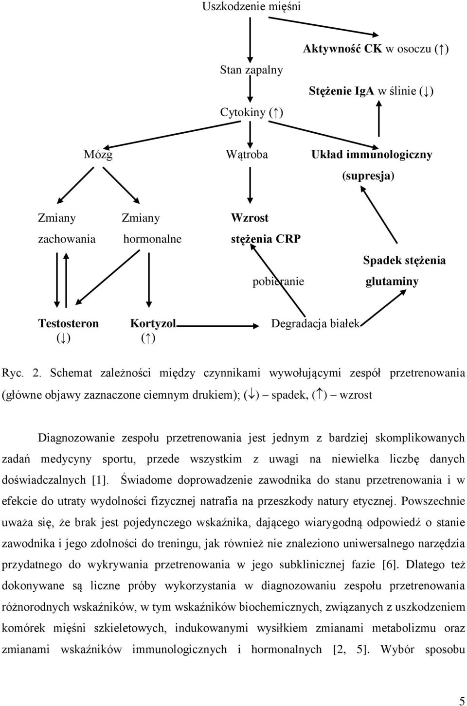 Schemat zależności między czynnikami wywołującymi zespół przetrenowania (główne objawy zaznaczone ciemnym drukiem); ( ) spadek, ( ) wzrost Diagnozowanie zespołu przetrenowania jest jednym z bardziej