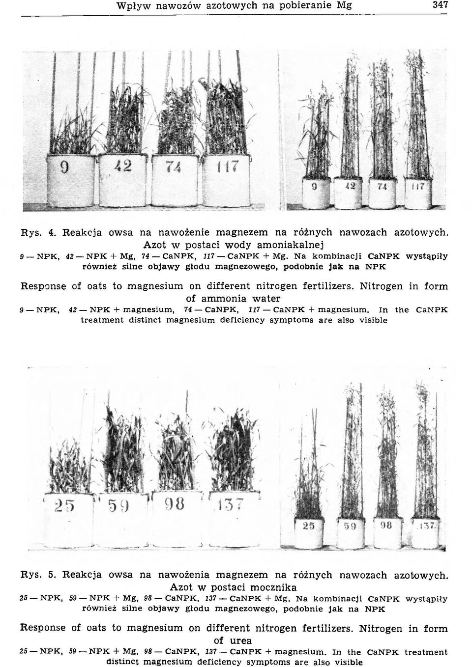 N a k o m b in a c ji C an P K w y stą p iły ró w n ie ż s iln e o b ja w y g ło d u m a g n ezow e g o, p o d o b n ie Jak n a N P K Response of oats to magnesium on different nitrogen fertilizers.