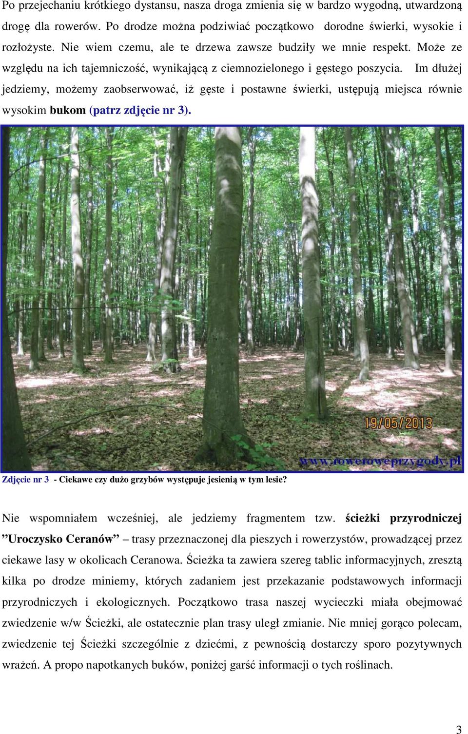 Im dłużej jedziemy, możemy zaobserwować, iż gęste i postawne świerki, ustępują miejsca równie wysokim bukom (patrz zdjęcie nr 3).