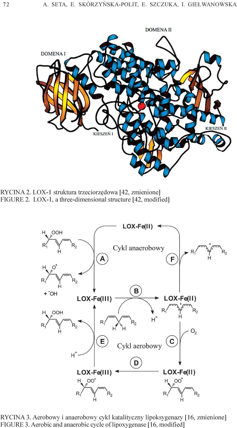 LOX-1, a three-dimensional structure [42, modified] RYCINA 3.