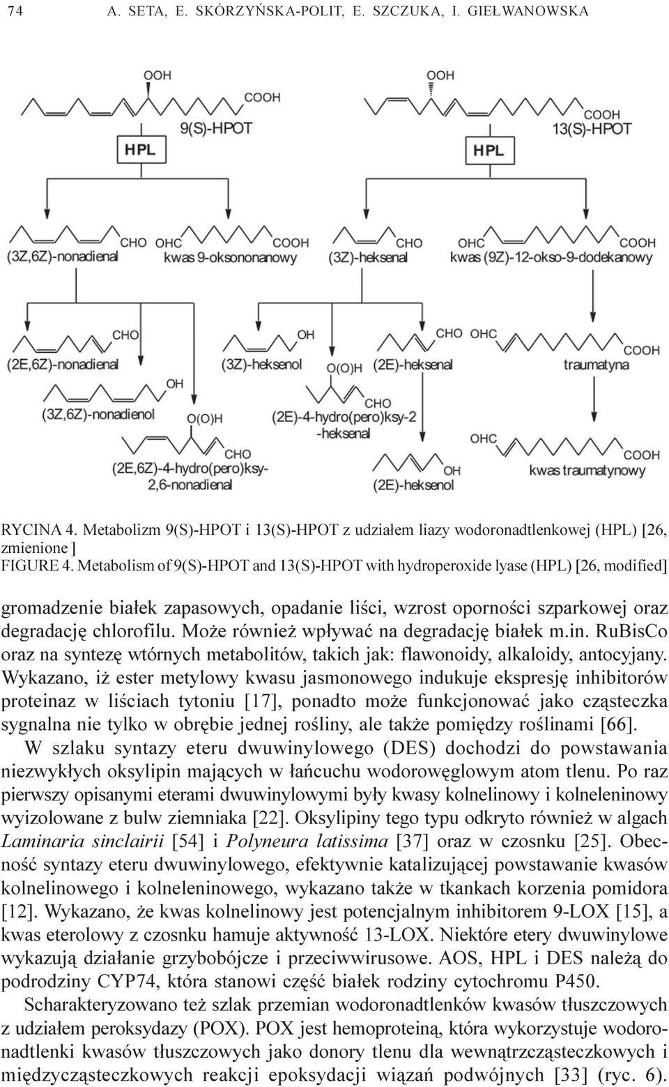 Mo e równie wp³ywaæ na degradacjê bia³ek m.in. RuBisCo oraz na syntezê wtórnych metabolitów, takich jak: flawonoidy, alkaloidy, antocyjany.