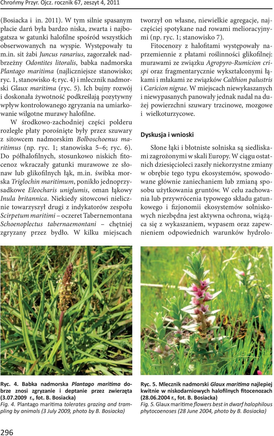 sit żabi Juncus ranarius, zagorzałek nadbrzeżny Odontites litoralis, babka nadmorska Plantago maritima (najliczniejsze stanowisko; ryc. 1, stanowisko 4; ryc.