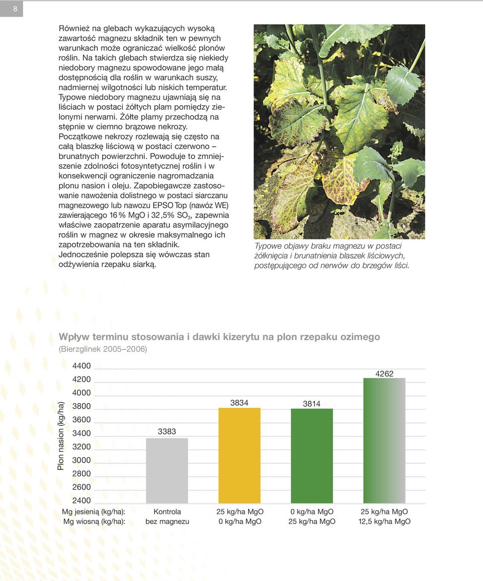 Typowe niedobory magnezu ujawniają się na liściach w postaci żółtych plam pomiędzy zielonymi nerwami. Żółte plamy przechodzą na stępnie w ciemno brązowe nekrozy.