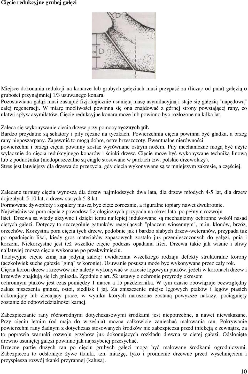 W miarę moŝliwości powinna się ona znajdować z górnej strony powstającej rany, co ułatwi spływ asymilatów. Cięcie redukcyjne konara moŝe lub powinno być rozłoŝone na kilka lat.