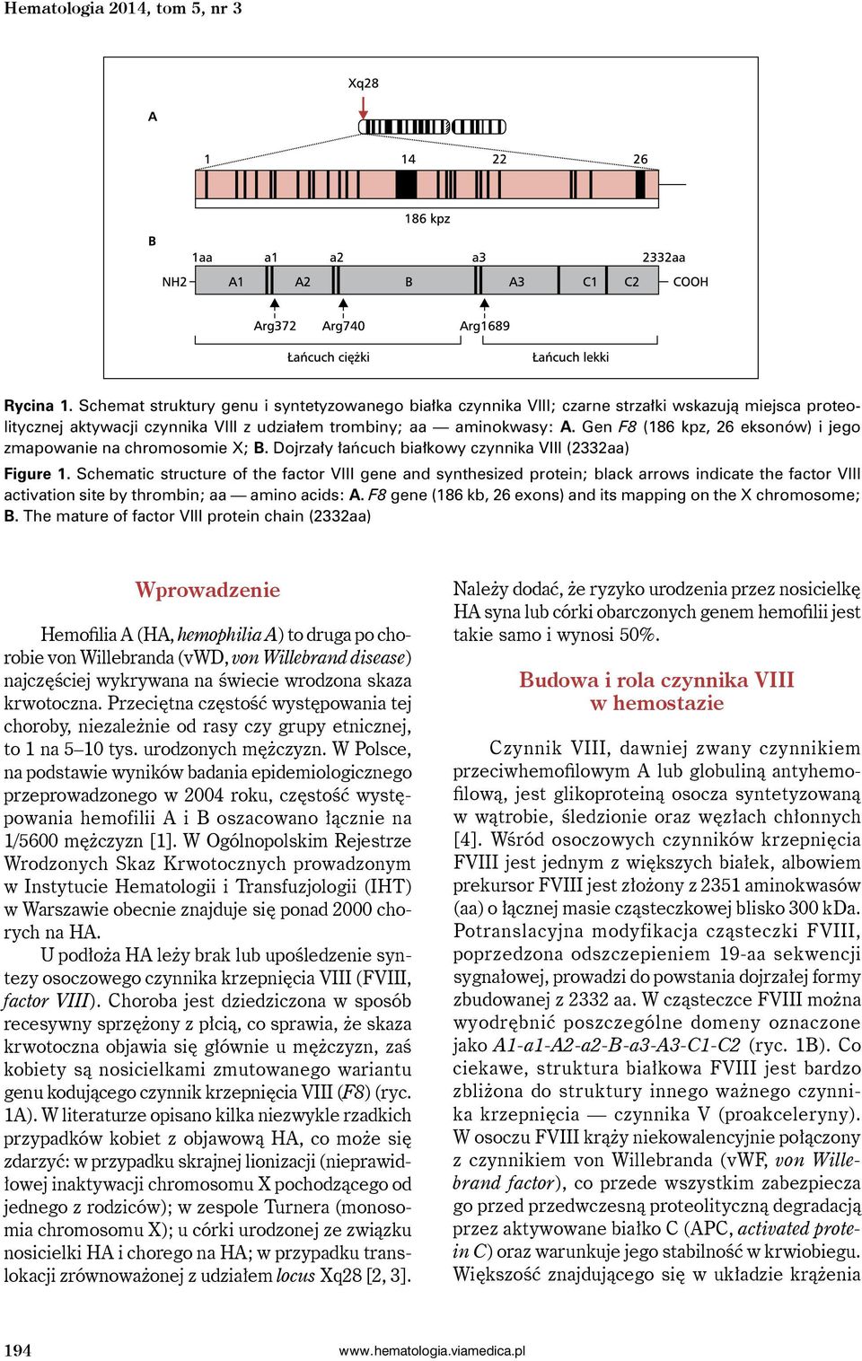 Gen F8 (186 kpz, 26 eksonów) i jego zmapowanie na chromosomie X; B. Dojrzały łańcuch białkowy czynnika VIII (2332aa) Figure 1.