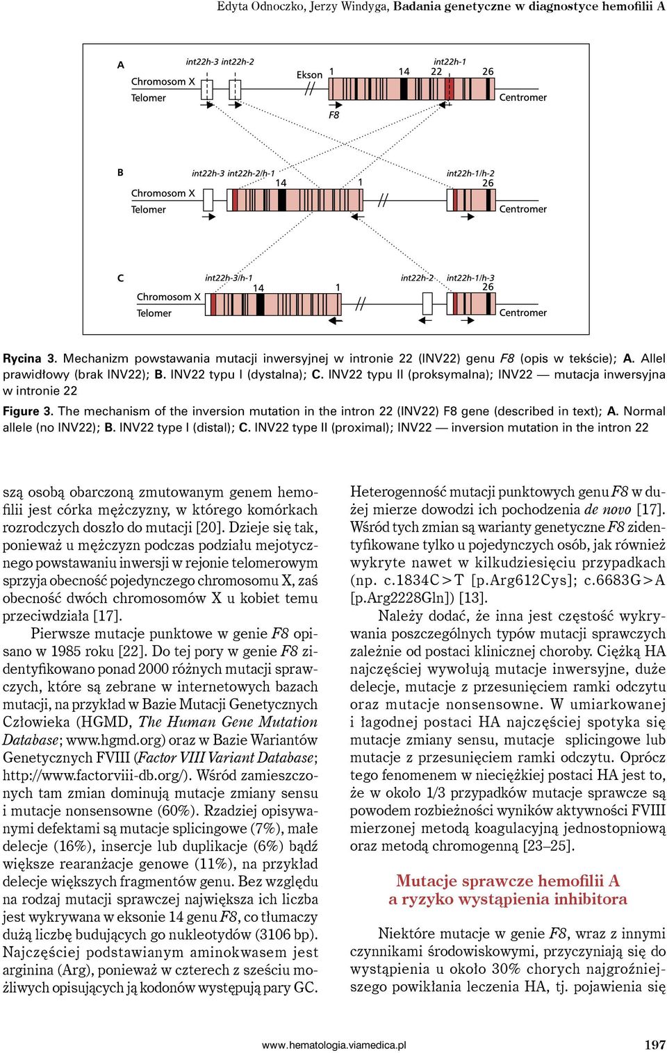 The mechanism of the inversion mutation in the intron 22 (INV22) F8 gene (described in text); A. Normal allele (no INV22); B. INV22 type I (distal); C.
