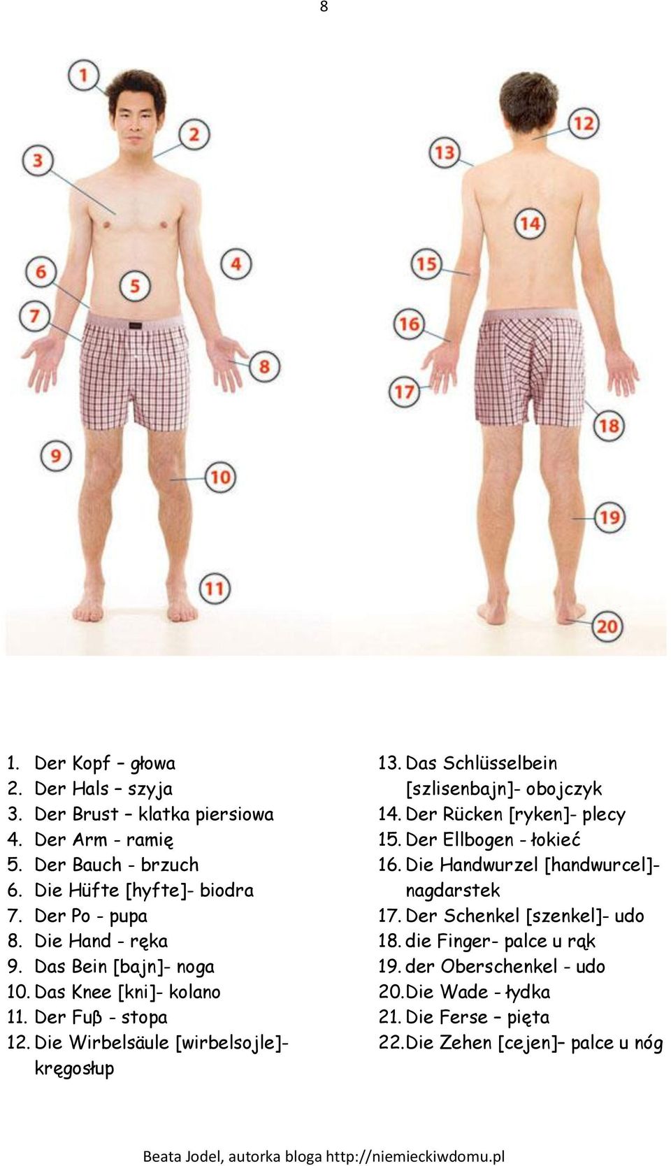 Die Wirbelsäule [wirbelsojle]- kręgosłup 13. Das Schlüsselbein [szlisenbajn]- obojczyk 14. Der Rücken [ryken]- plecy 15. Der Ellbogen - łokieć 16.