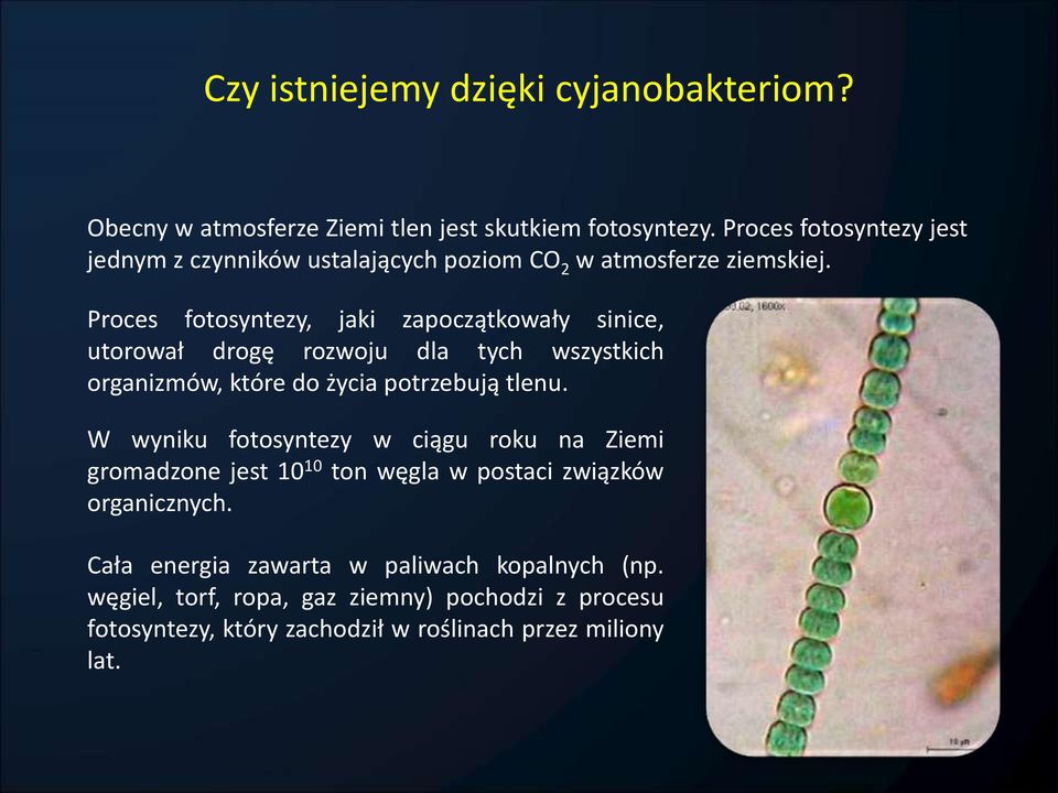 Proces fotosyntezy, jaki zapoczątkowały sinice, utorował drogę rozwoju dla tych wszystkich organizmów, które do życia potrzebują tlenu.