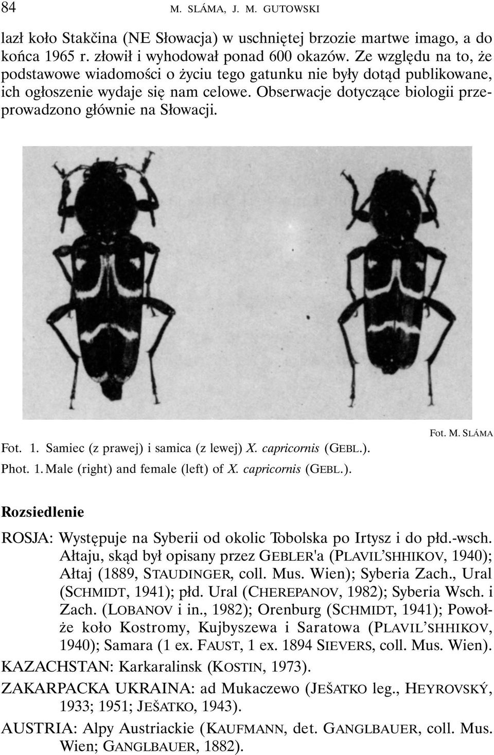 1. Samiec (z prawej) i samica (z lewej) X. capricornis (GEBL.). Phot. 1. Male (right) and female (left) of X. capricornis (GEBL.). Fot. M. SLÁMA Rozsiedlenie ROSJA: Występuje na Syberii od okolic Tobolska po Irtysz i do płd.
