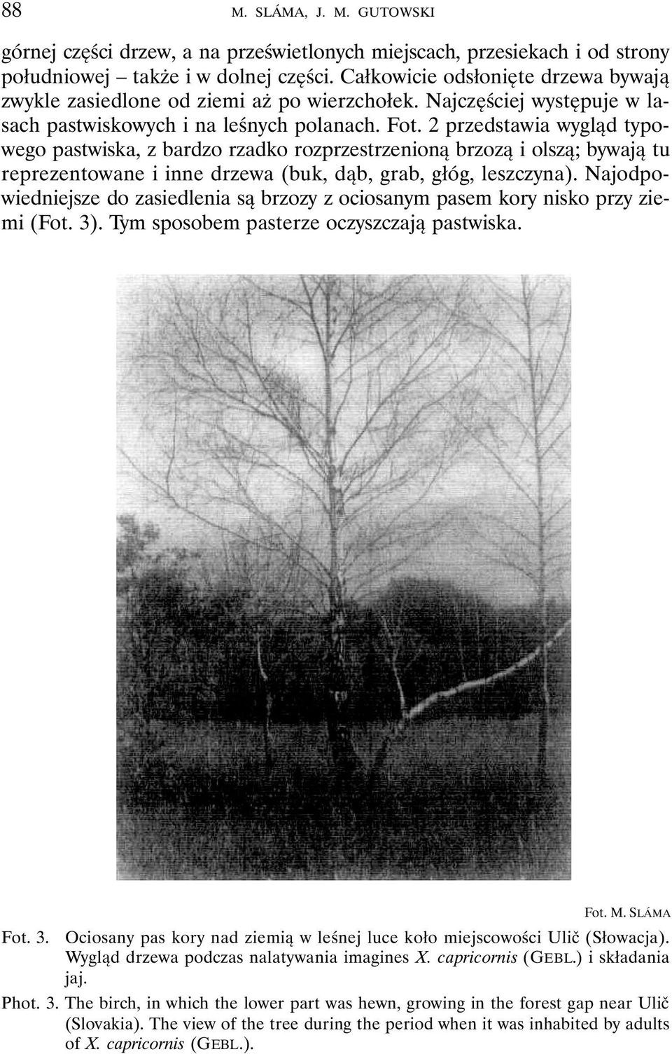 2 przedstawia wygląd typowego pastwiska, z bardzo rzadko rozprzestrzenioną brzozą i olszą; bywają tu reprezentowane i inne drzewa (buk, dąb, grab, głóg, leszczyna).