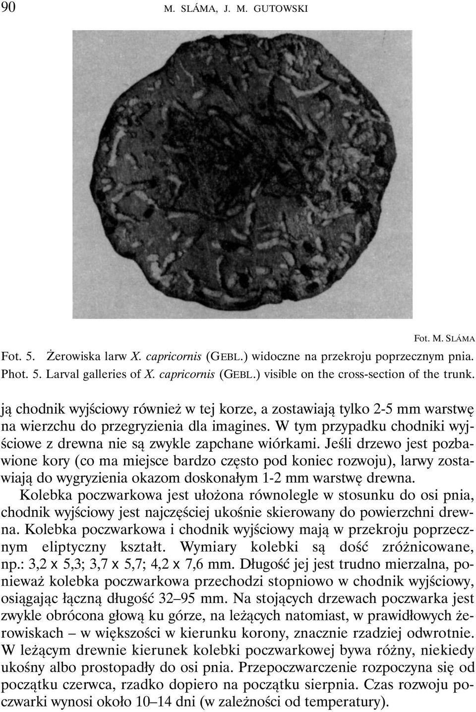 Jeśli drzewo jest pozbawione kory (co ma miejsce bardzo często pod koniec rozwoju), larwy zostawiają do wygryzienia okazom doskonałym 1-2 mm warstwę drewna.