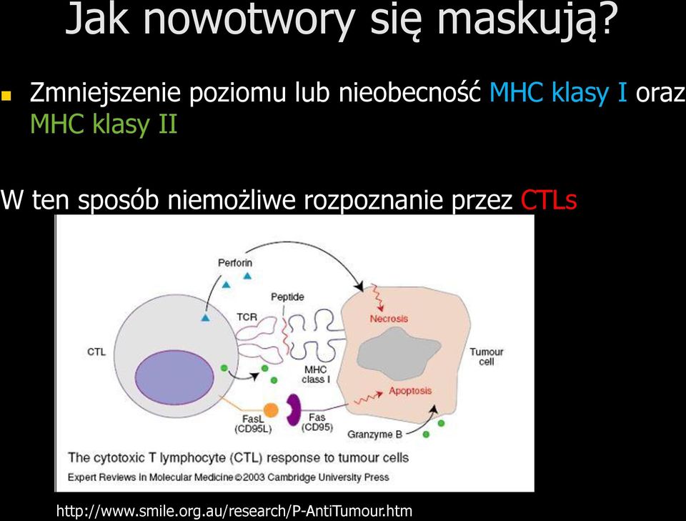 I oraz MHC klasy II W ten sposób niemożliwe