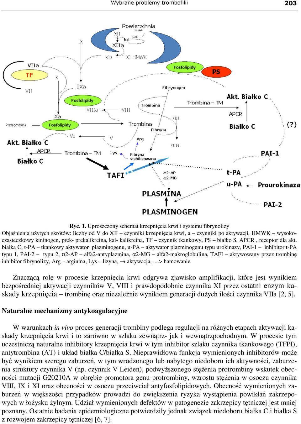 prekalikreina, kal- kalikreina, TF czynnik tkankowy, PS białko S, APCR, receptor dla akt.