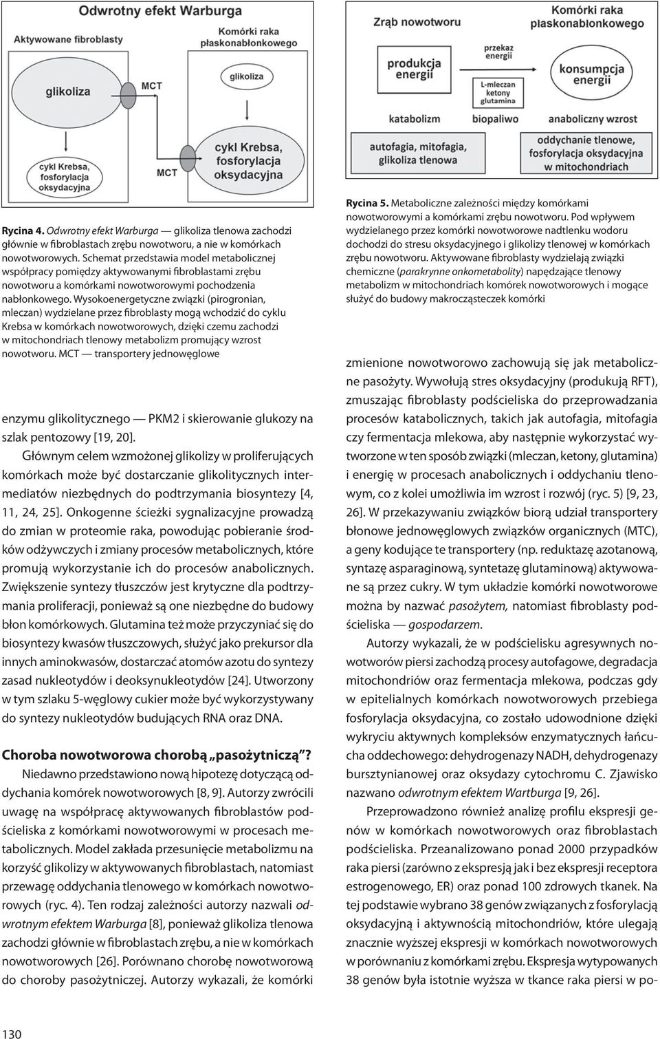 Wysokoenergetyczne związki (pirogronian, mleczan) wydzielane przez fibroblasty mogą wchodzić do cyklu Krebsa w komórkach nowotworowych, dzięki czemu zachodzi w mitochondriach tlenowy metabolizm