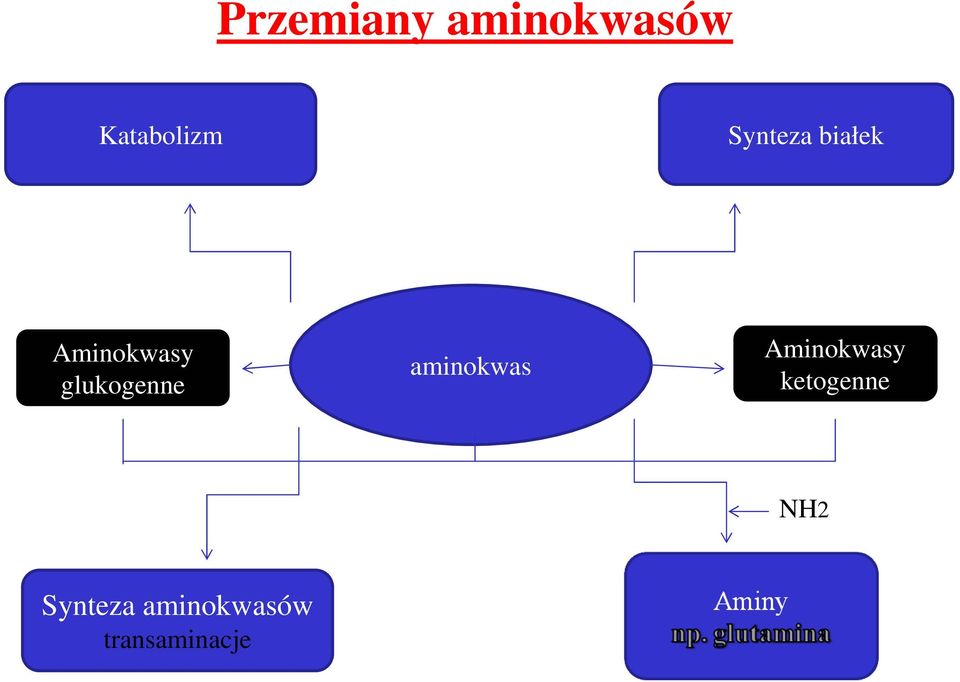 glukogenne aminokwas Aminokwasy