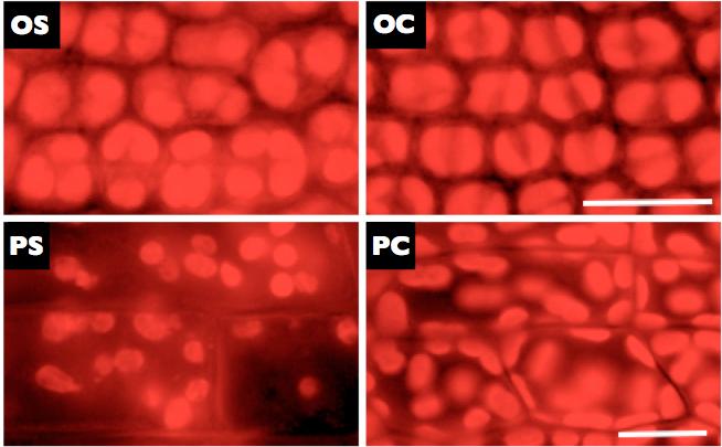 Fig.5. Autofluorescence of the chlorophyll in Orthotrichum anomalum (O) and Physcomitrella patens (P) in S (stratospheric) and C (control) conditions.
