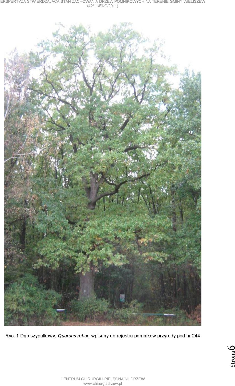 Quercus robur, wpisany