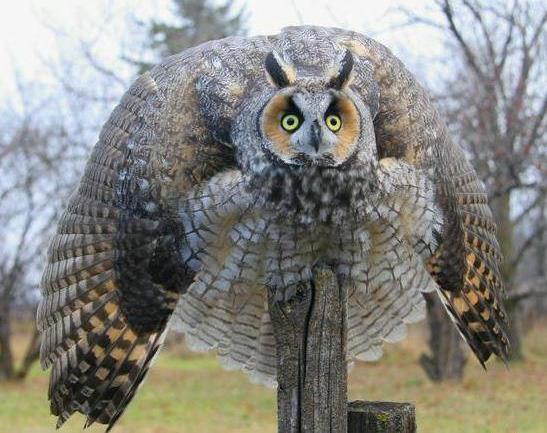 Dziękuję