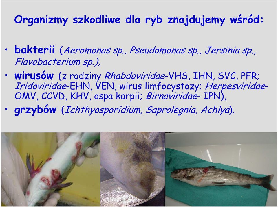 ), wirusów (z rodziny Rhabdoviridae-VHS, IHN, SVC, PFR; Iridoviridae-EHN, VEN,