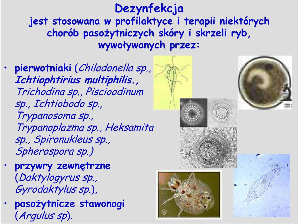 , Piscioodinum sp., Ichtiobodo sp., Trypanosoma sp., Trypanoplazma sp., Heksamita sp., Spironukleus sp.