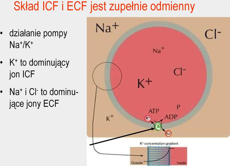 /K + K + to dominujący jon ICF