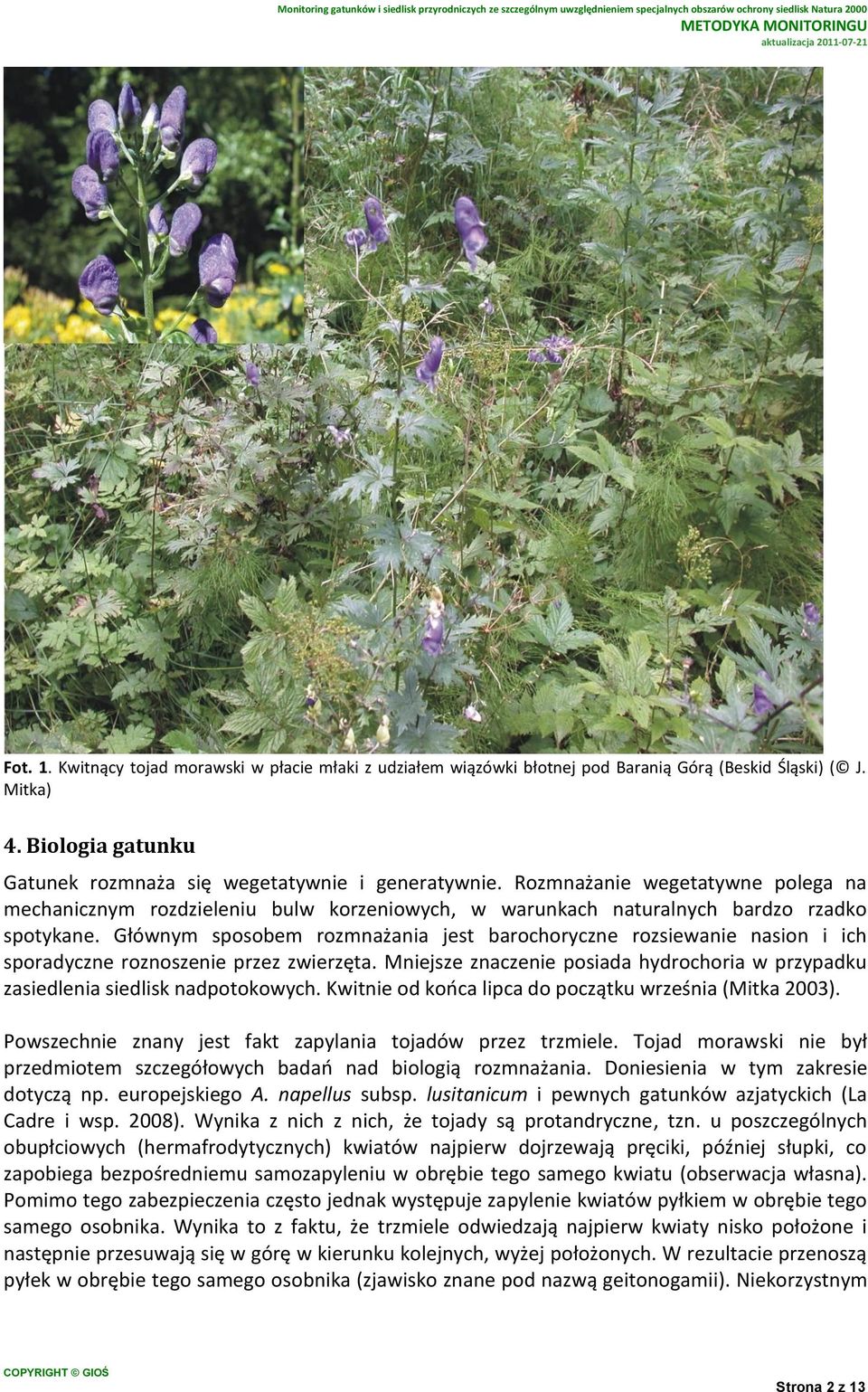 Głównym sposobem rozmnażania jest barochoryczne rozsiewanie nasion i ich sporadyczne roznoszenie przez zwierzęta. Mniejsze znaczenie posiada hydrochoria w przypadku zasiedlenia siedlisk nadpotokowych.