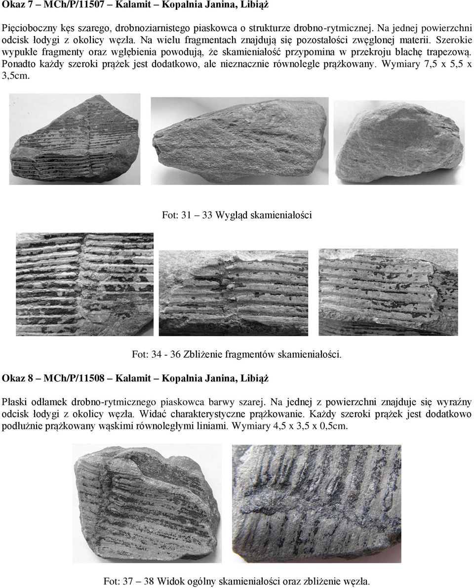 Ponadto każdy szeroki prążek jest dodatkowo, ale nieznacznie równolegle prążkowany. Wymiary 7,5 x 5,5 x 3,5cm. Fot: 31 33 Wygląd skamieniałości Fot: 34-36 Zbliżenie fragmentów skamieniałości.