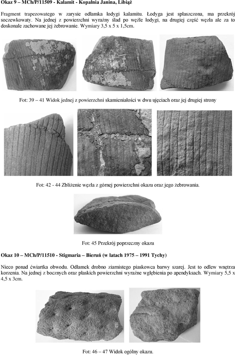 Fot: 39 41 Widok jednej z powierzchni skamieniałości w dwu ujęciach oraz jej drugiej strony Fot: 42-44 Zbliżenie węzła z górnej powierzchni okazu oraz jego żebrowania.