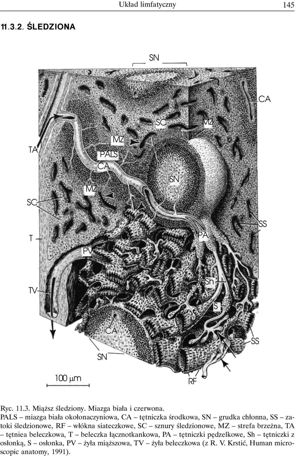PALS miazga biała okołonaczyniowa, CA tętniczka środkowa, SN grudka chłonna, SS zatoki śledzionowe, RF włókna siateczkowe, SC sznury