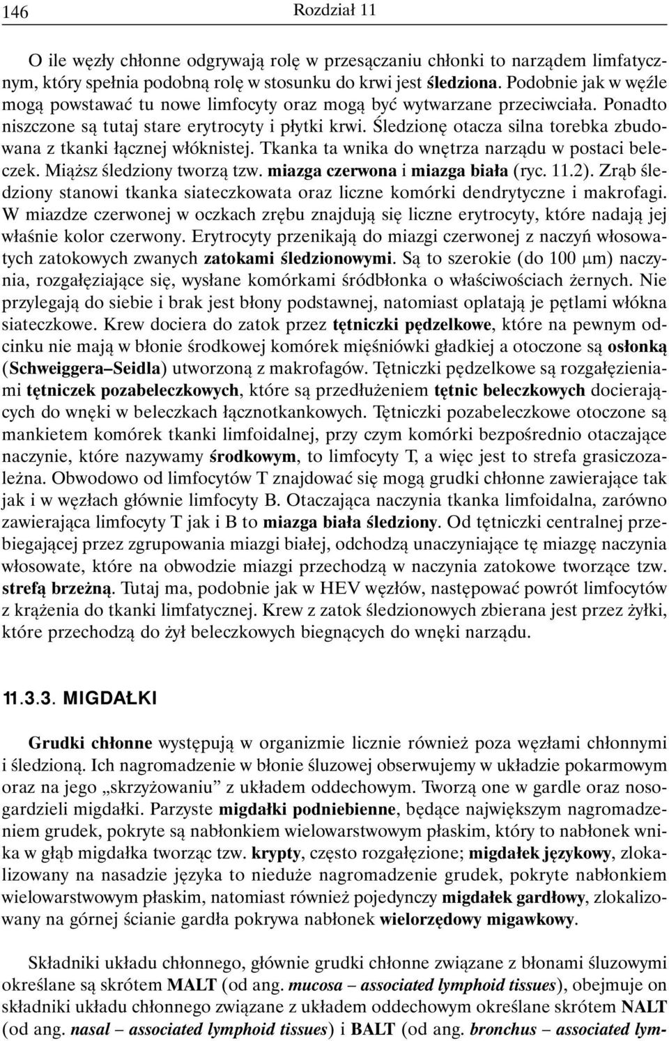 Śledzionę otacza silna torebka zbudowana z tkanki łącznej włóknistej. Tkanka ta wnika do wnętrza narządu w postaci beleczek. Miąższ śledziony tworzą tzw. miazga czerwona i miazga biała (ryc. 11.2).