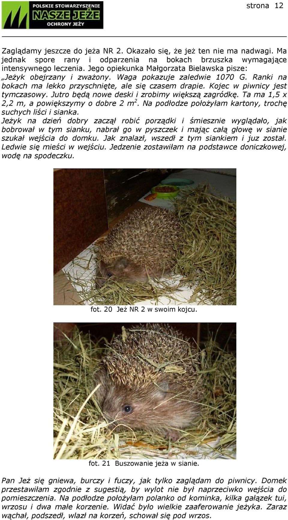 Jutro będą nowe deski i zrobimy większą zagródkę. Ta ma 1,5 x 2,2 m, a powiększymy o dobre 2 m 2. Na podłodze położyłam kartony, trochę suchych liści i sianka.
