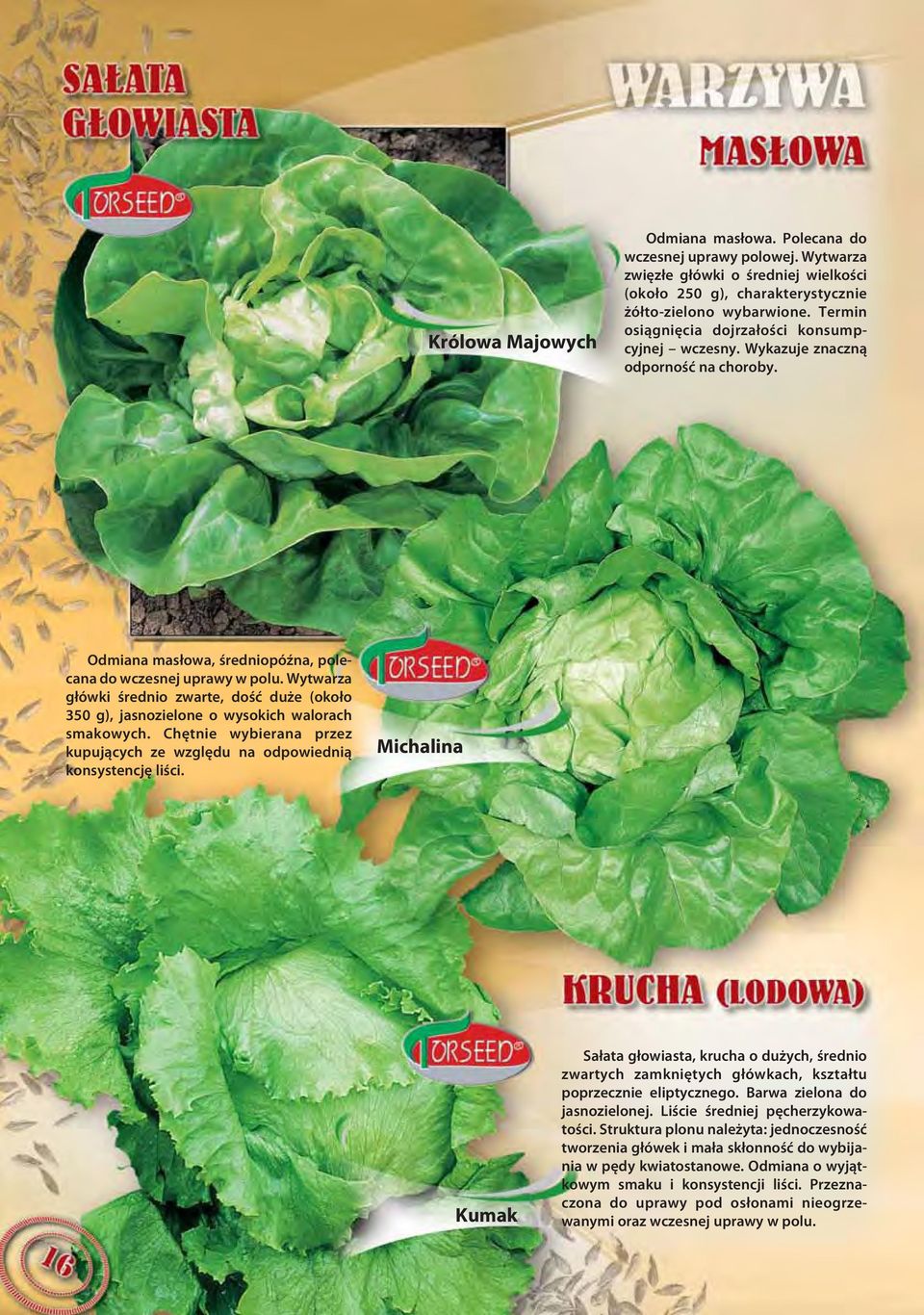 Wytwarza główki średnio zwarte, dość duże (około 350 g), jasnozielone o wysokich walorach smakowych. Chętnie wybierana przez kupujących ze względu na odpowiednią konsystencję liści.