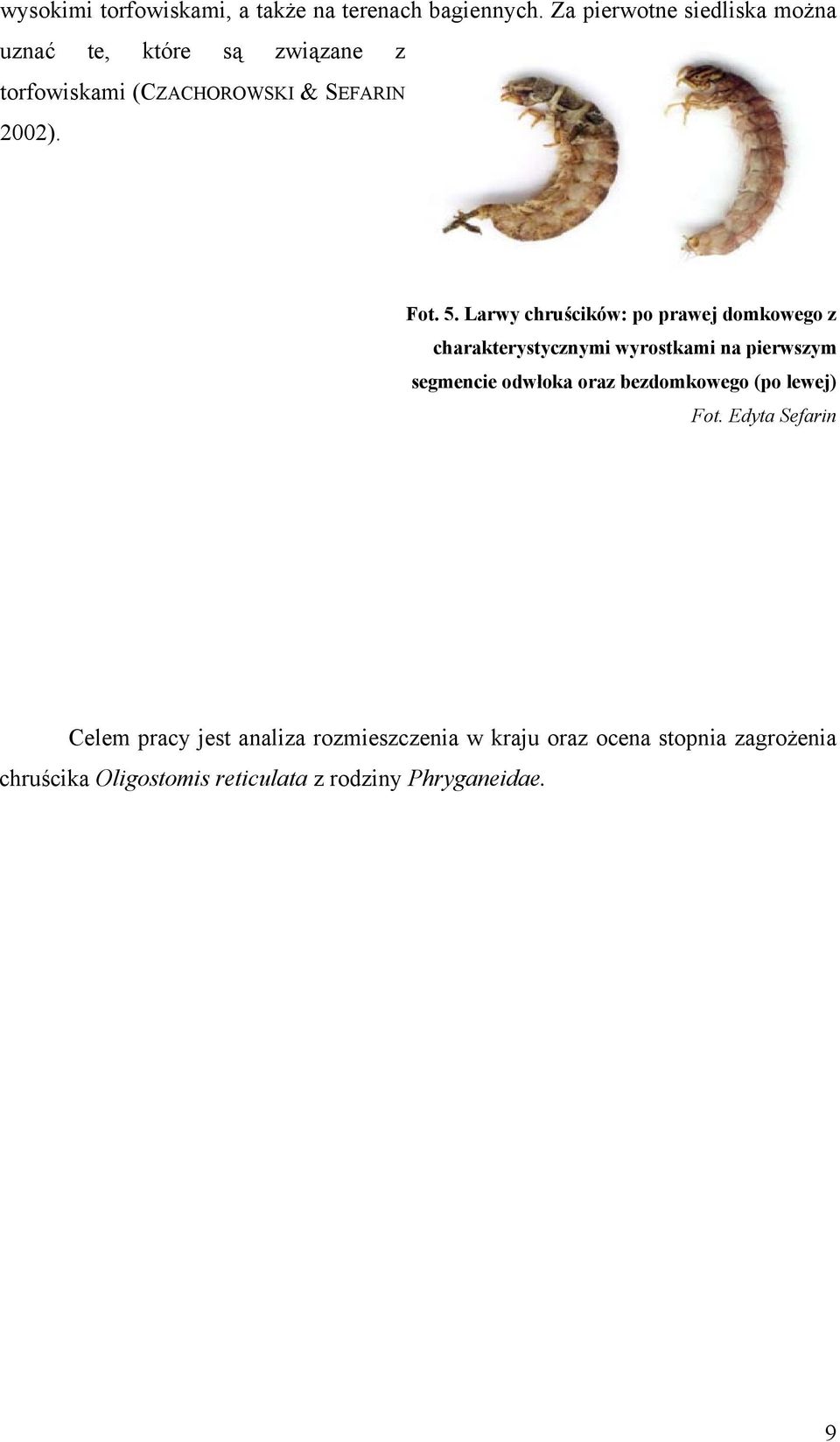 Larwy chruścików: po prawej domkowego z charakterystycznymi wyrostkami na pierwszym segmencie odwłoka oraz