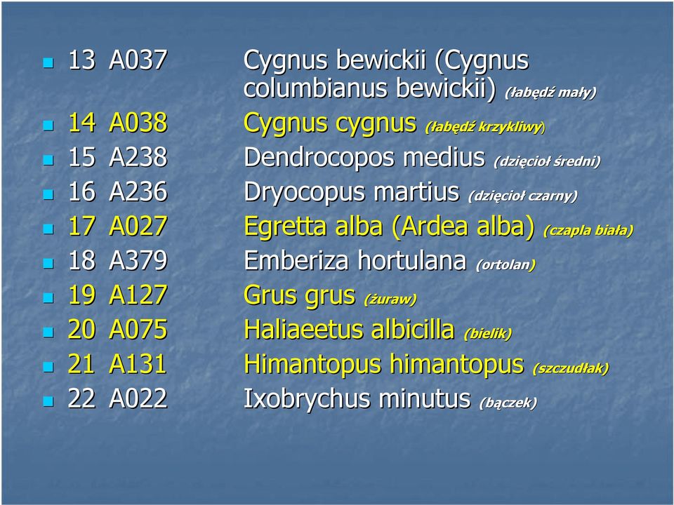 Dryocopus martius (dzięcio cioł czarny) Egretta alba (Ardea alba) (czapla bia Emberiza hortulana (ortolan) Grus