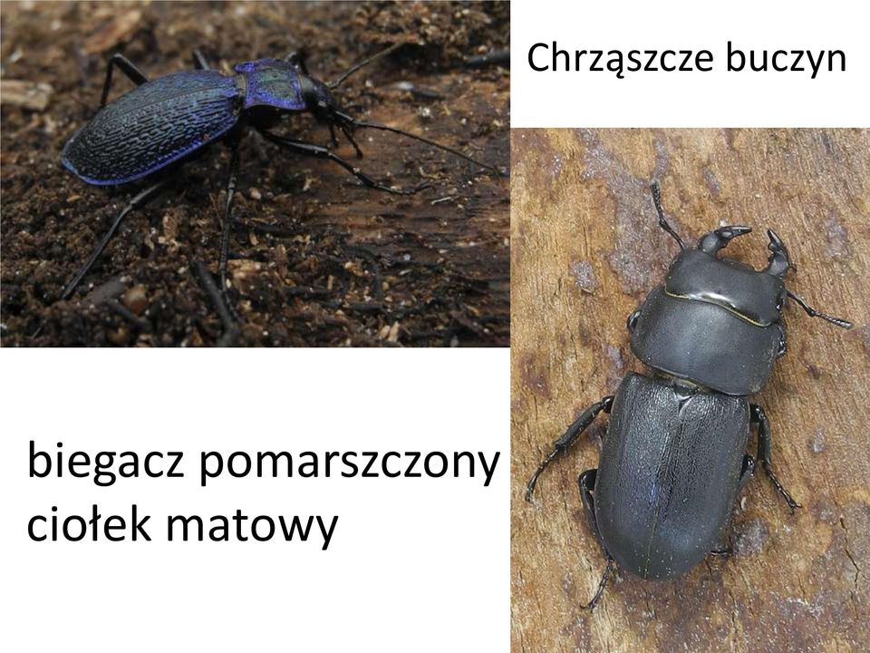 biegacz