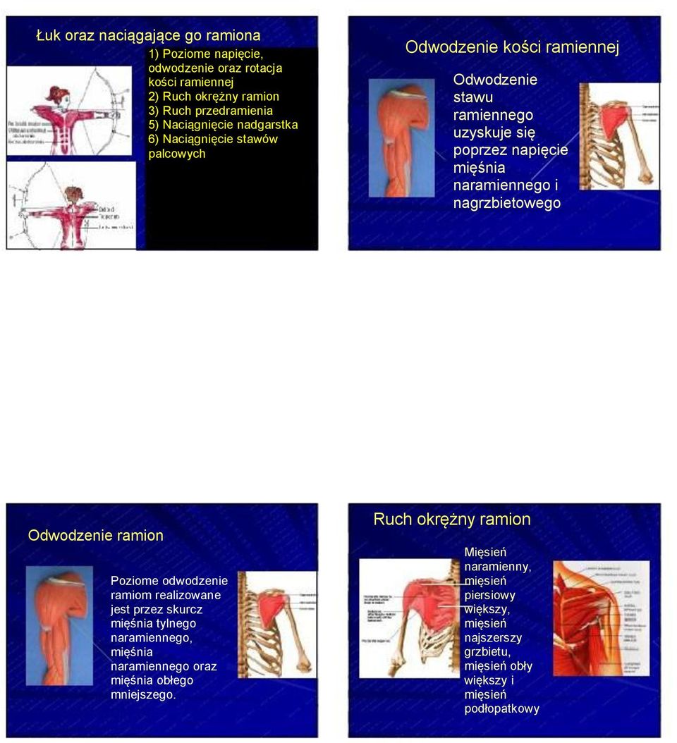 naramiennego i nagrzbietowego Odwodzenie ramion Poziome odwodzenie ramiom realizowane jest przez skurcz tylnego naramiennego, naramiennego oraz