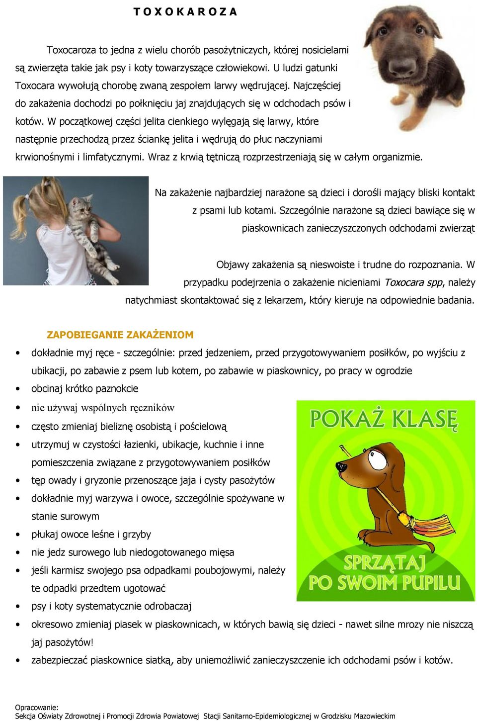 W początkowej części jelita cienkiego wylęgają się larwy, które następnie przechodzą przez ściankę jelita i wędrują do płuc naczyniami krwionośnymi i limfatycznymi.