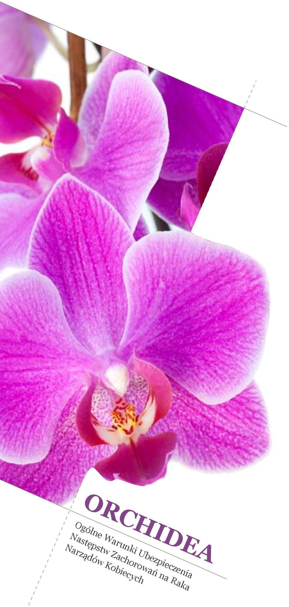 és Női ORCHIDEA táska biztosítása Biztosítási