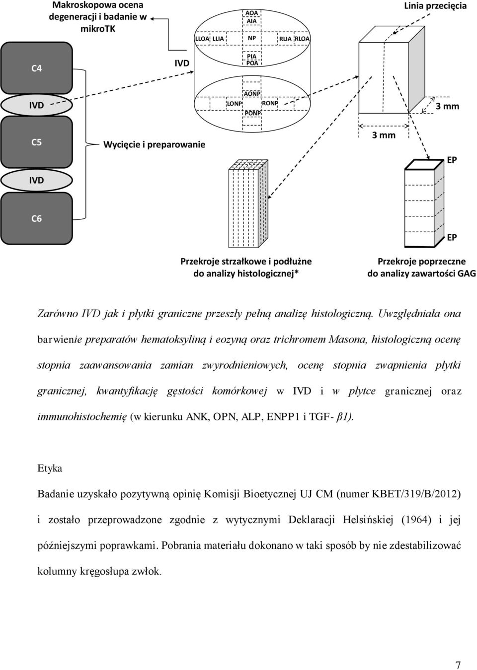 Uwzględniała ona barwienie preparatów hematoksyliną i eozyną oraz trichromem Masona, histologiczną ocenę stopnia zaawansowania zamian zwyrodnieniowych, ocenę stopnia zwapnienia płytki granicznej,