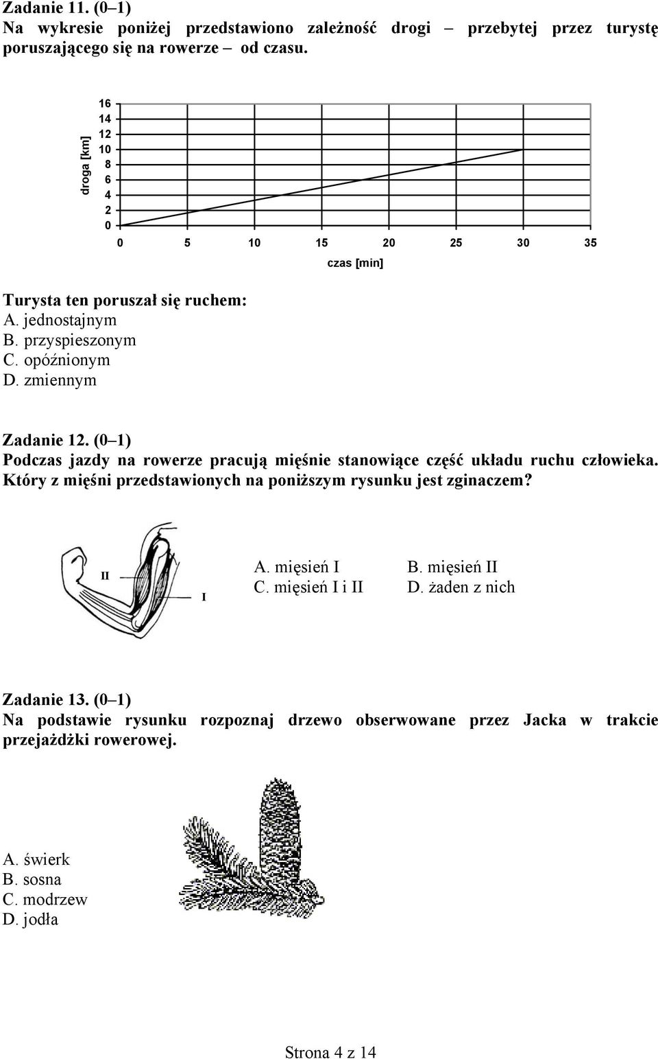(0 1) Podczas jazdy na rowerze pracują mięśnie stanowiące część układu ruchu człowieka. Który z mięśni przedstawionych na poniższym rysunku jest zginaczem? II I A.