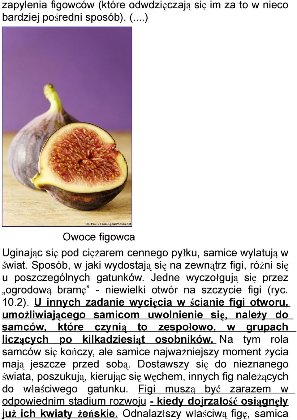 U innych zadanie wycięcia w ścianie figi otworu, umożliwiającego samicom uwolnienie się, należy do samców, które czynią to zespołowo, w grupach liczących po kilkadziesiąt osobników.