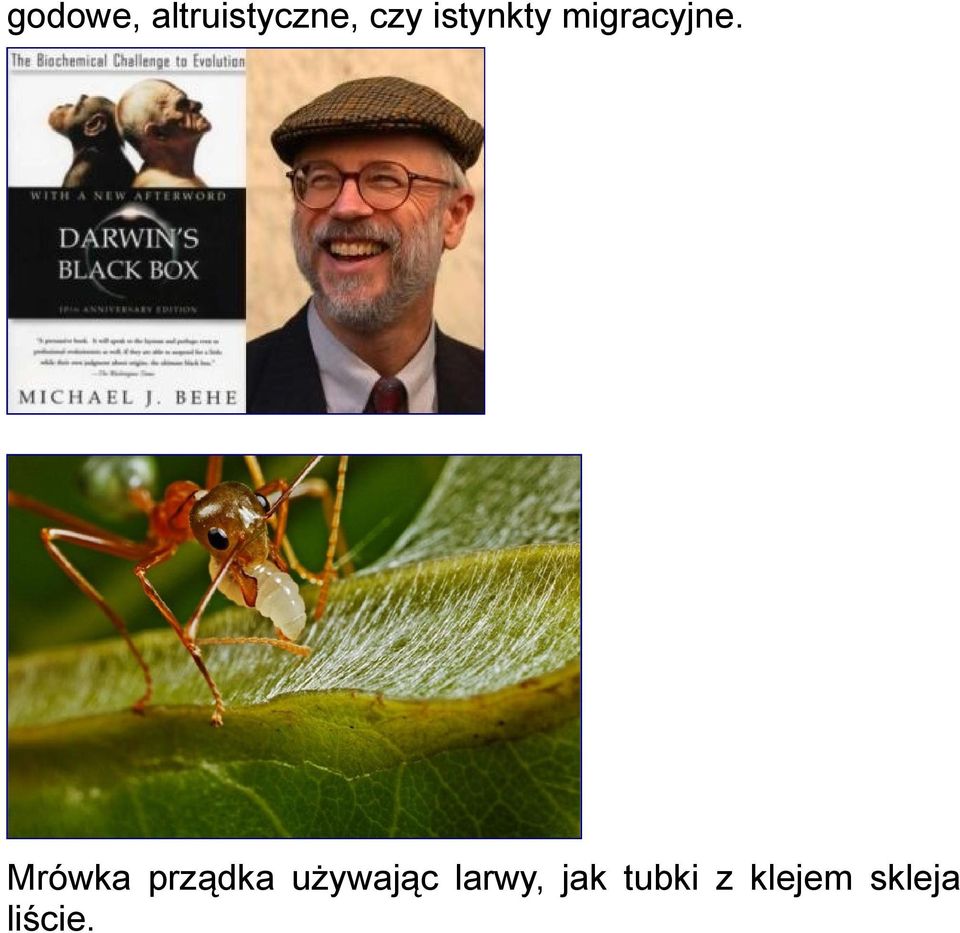 Mrówka prządka używając