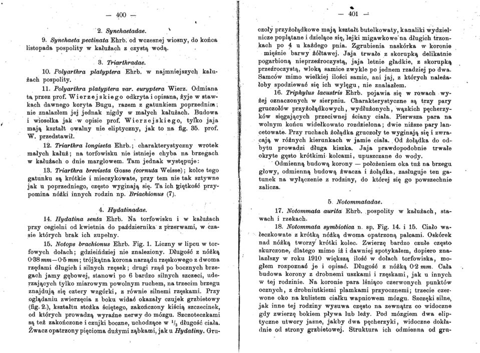 Wie r z e j ski ego odkryta i opisana, zyje w staw~ kach dawnego koryta Bugu, razem z gatunkiem j>oprzednim; nie znalazlem jej jednak n~gdy w malyeh kaluzaeh. Budowa i wioselka jak.w opisie prof.