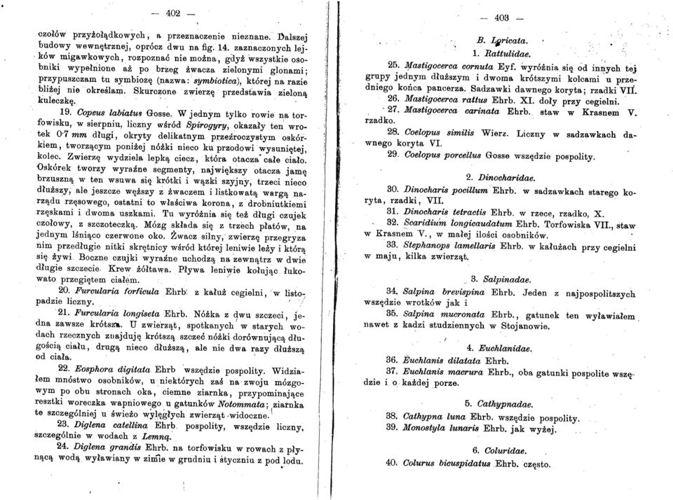 blizej nie okreslani. Skurczone zwierzl( przedst'a wia zielonl\, kuleczkl(. " ' 19. Copeus labiatufj Gosse.