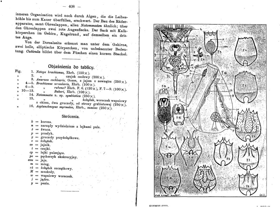 . '. ;. Von der Dorsalseite erkennt man unter dem' Gehirne, zwei helle, elliptische Körperchen, von unbekannter Bedeutung. Outicula bildet über dein.'}'üschen einen kurzen Stachel..~.