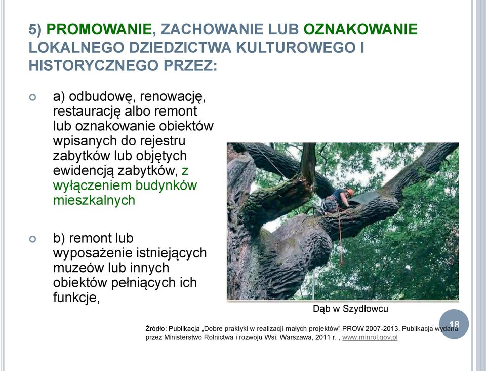 remont lub wyposażenie istniejących muzeów lub innych obiektów pełniących ich funkcje, Dąb w Szydłowcu Źródło: Publikacja Dobre praktyki w