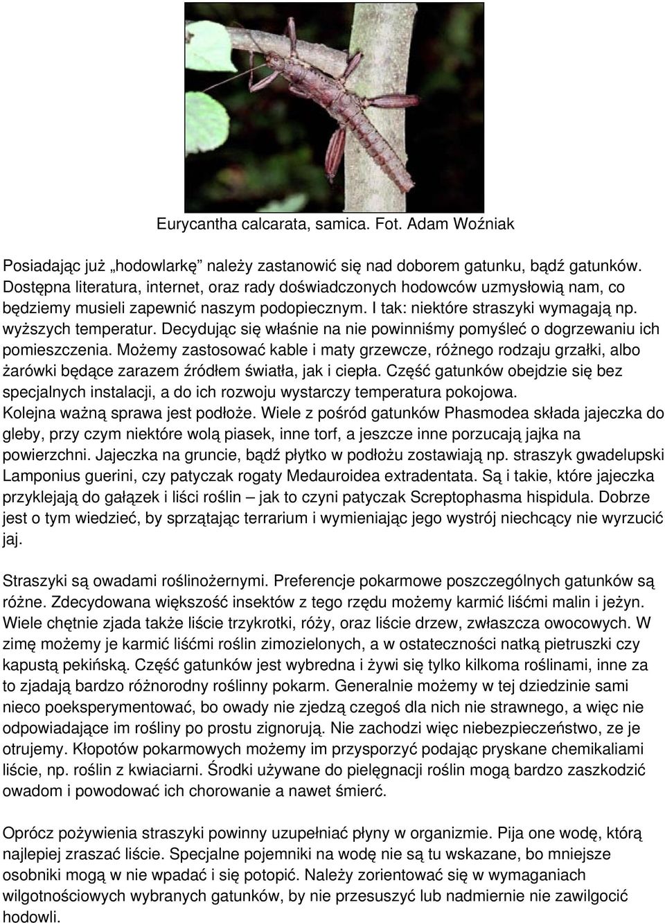 Decydując się właśnie na nie powinniśmy pomyśleć o dogrzewaniu ich pomieszczenia.