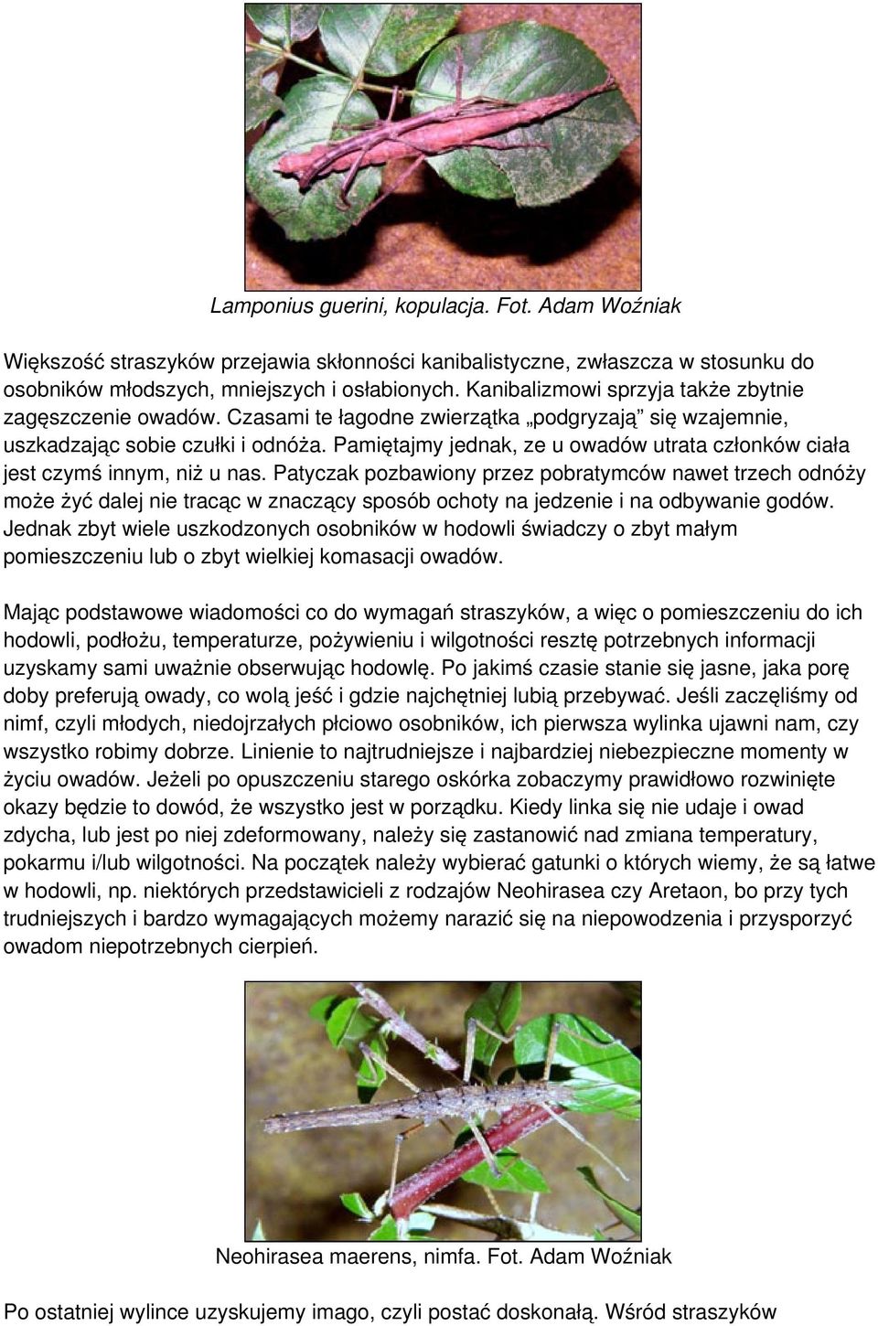 Pamiętajmy jednak, ze u owadów utrata członków ciała jest czymś innym, niż u nas.