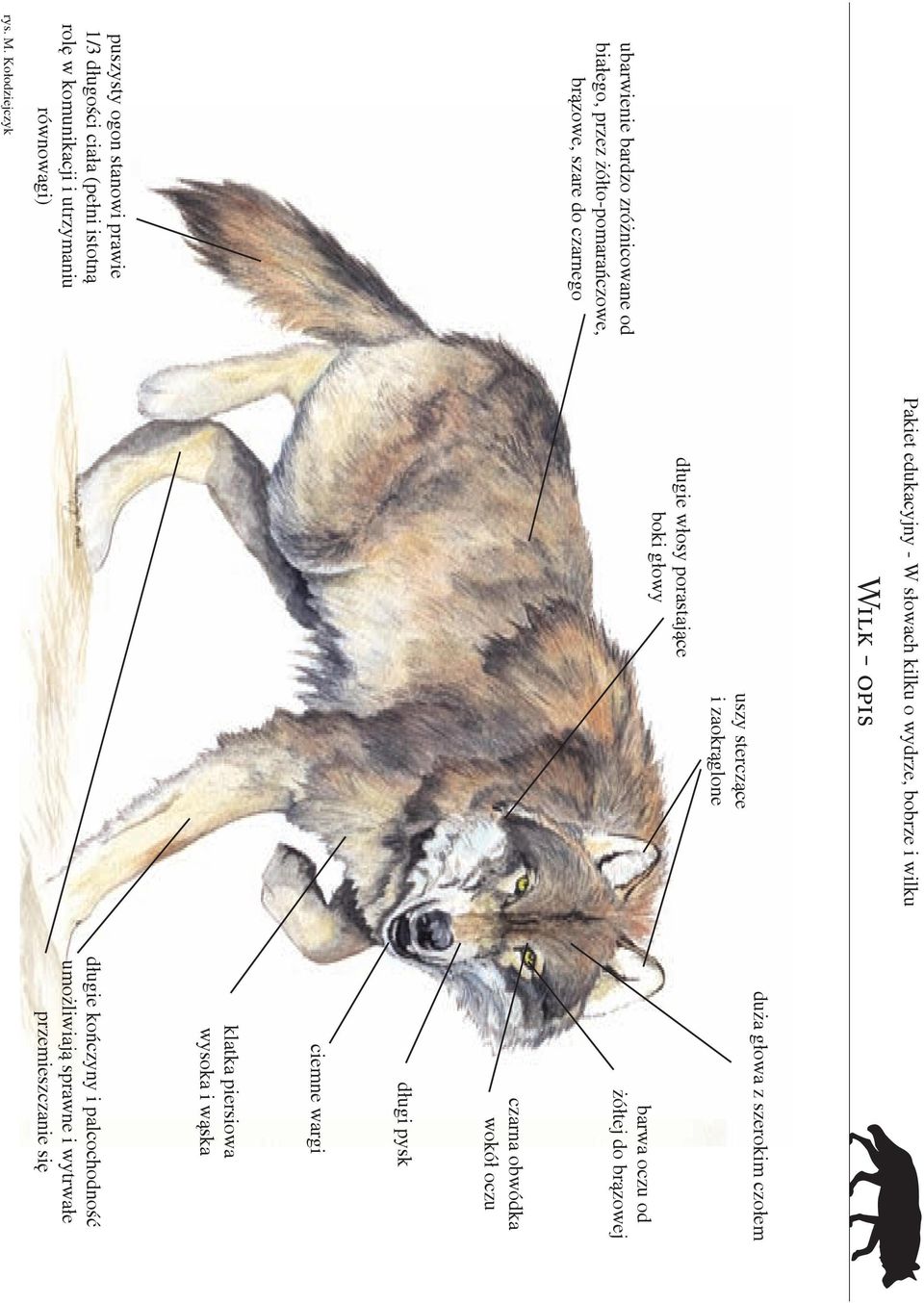 Kołodziejczyk Pakiet edukacyjny - W słowach kilku o wydrze, bobrze i wilku Wilk - opis długie włosy porastające boki głowy uszy sterczące i